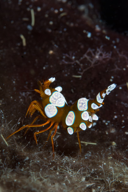 海洋 虾 鱼 生物