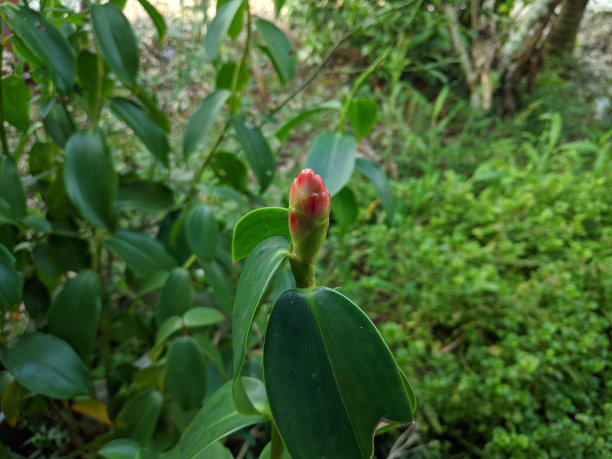 costus