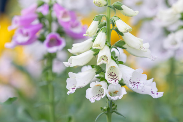 digitalis