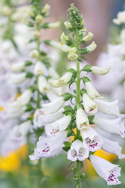 digitalis
