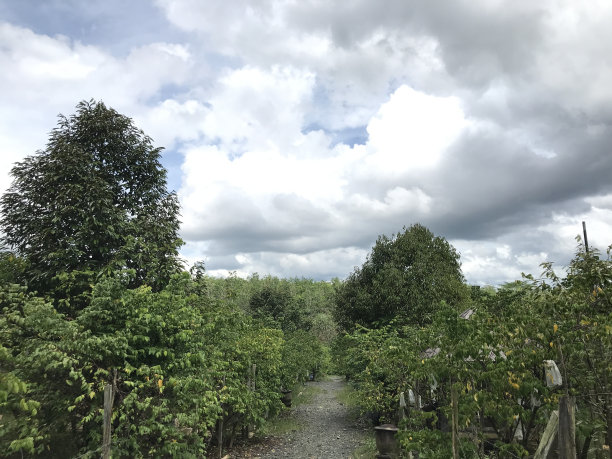 户外蓝天白云草地树林图片