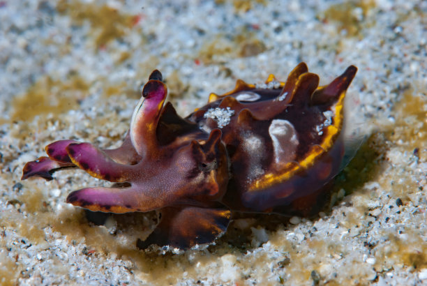 mollusk