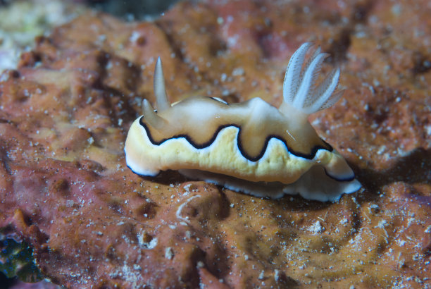 mollusk