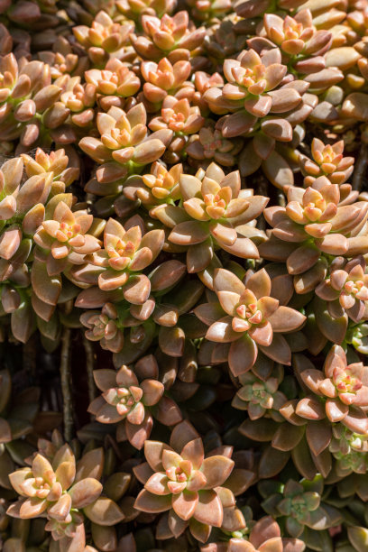 sedum