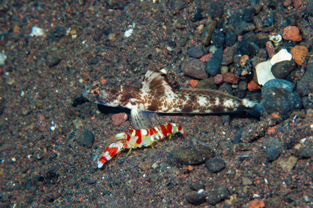 海洋 虾 鱼 生物