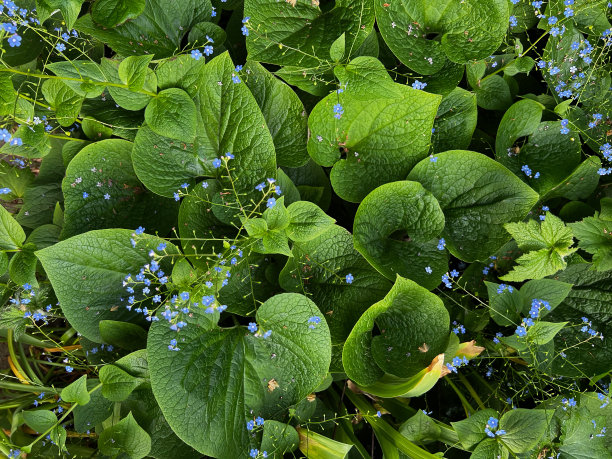 brunnera
