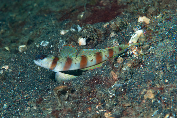 海洋 虾 鱼 生物