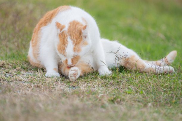 洗脸的猫