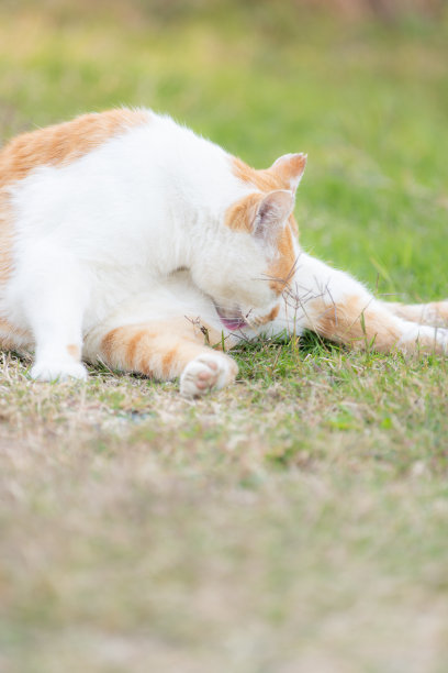 洗脸的猫