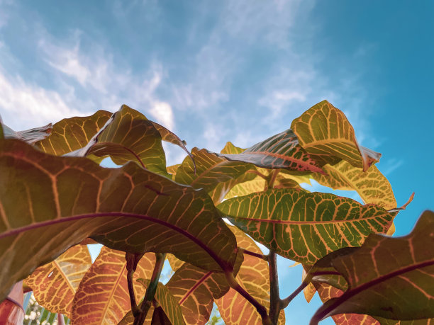 codiaeum