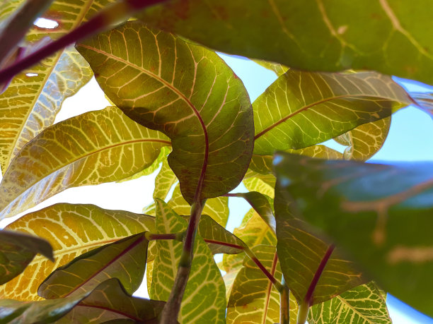 codiaeum