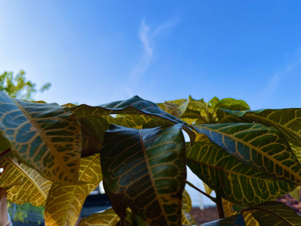 codiaeum