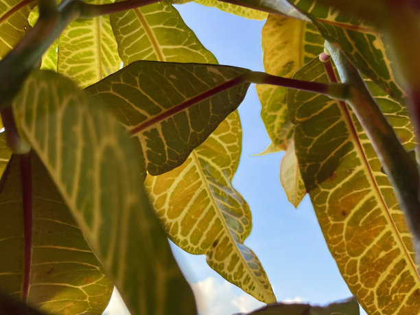 codiaeum