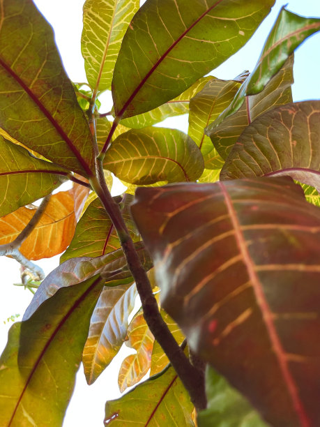 codiaeum