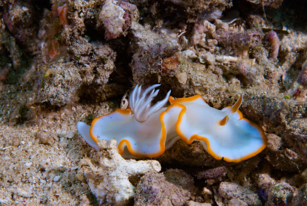 mollusk