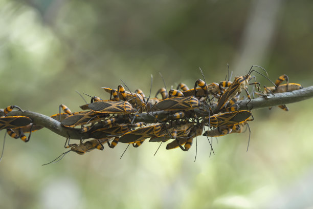 swarm