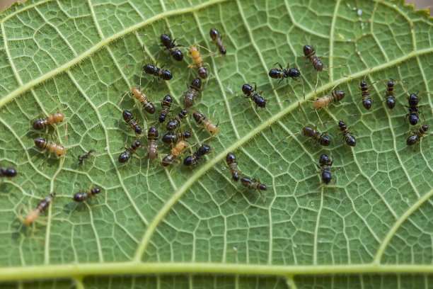 swarm