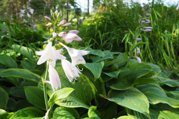 hosta