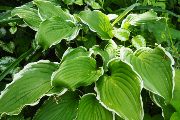 hosta
