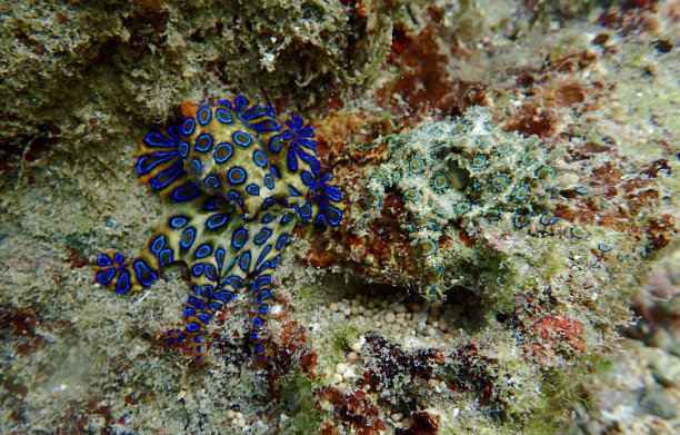 蓝环斑章鱼