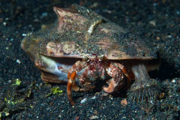 crustacean