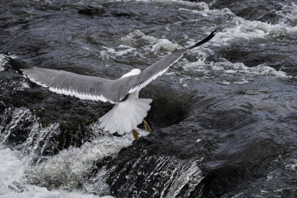 skimmer
