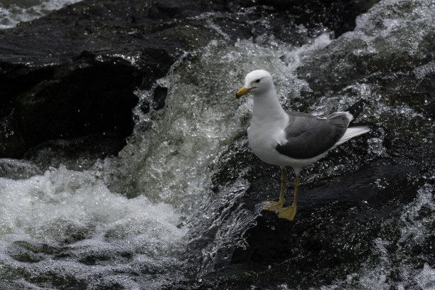 skimmer