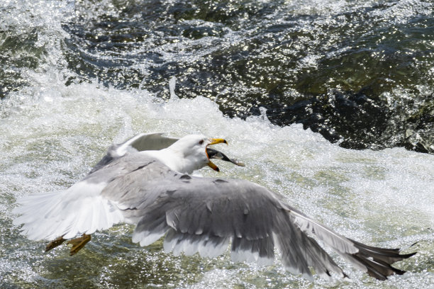 skimmer