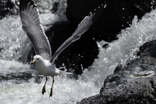 skimmer