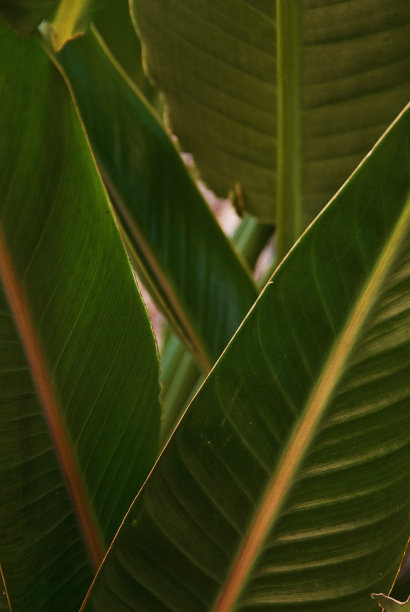 热带植物叶子抽象背景