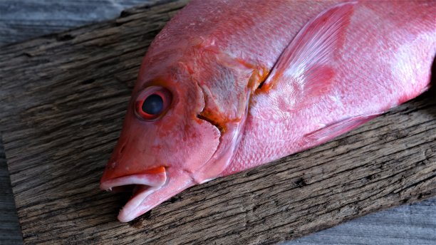 snapper