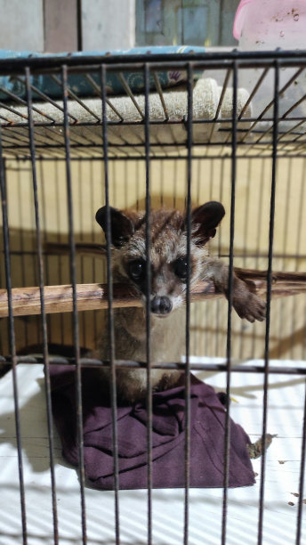 civet