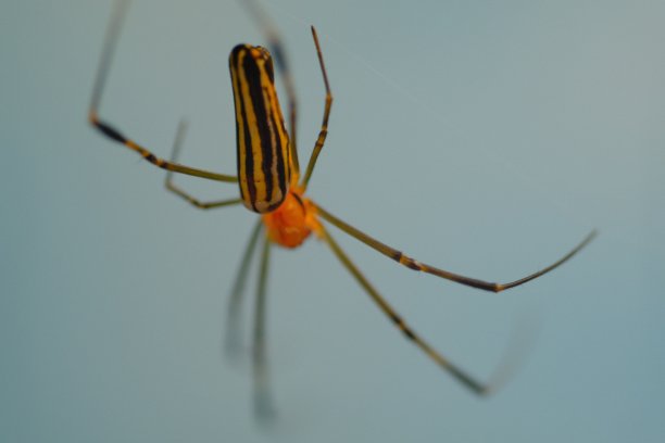 arachnid