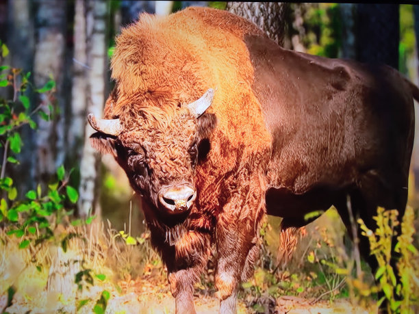 bison