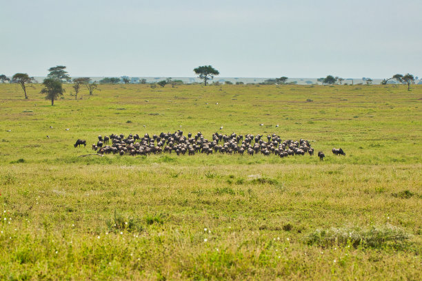 serengeti