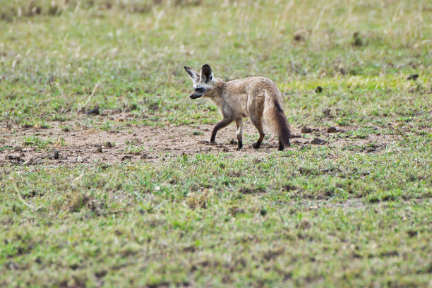 otocyon