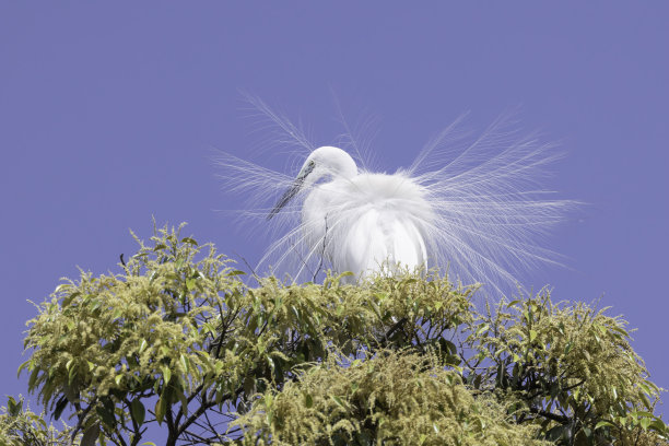 egretta