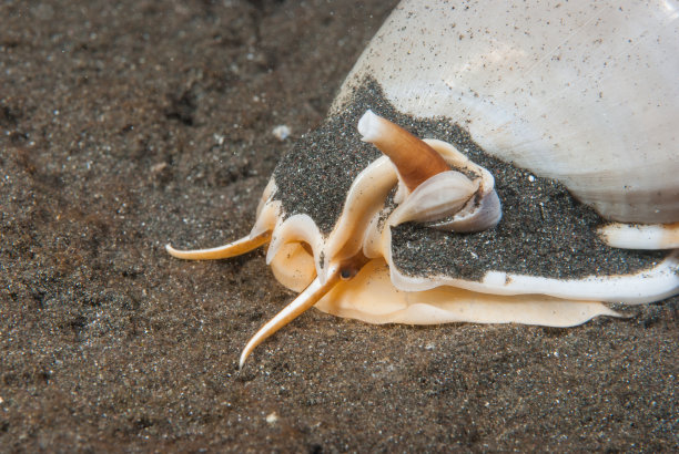 mollusk