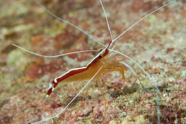 海洋 虾 鱼 生物