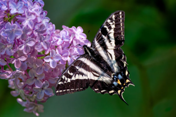 danaus