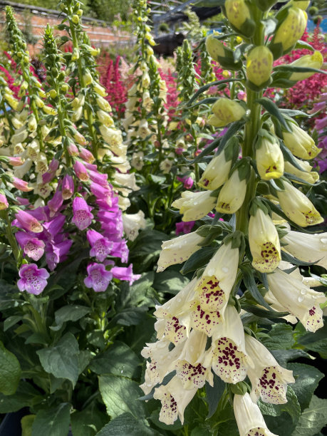 digitalis