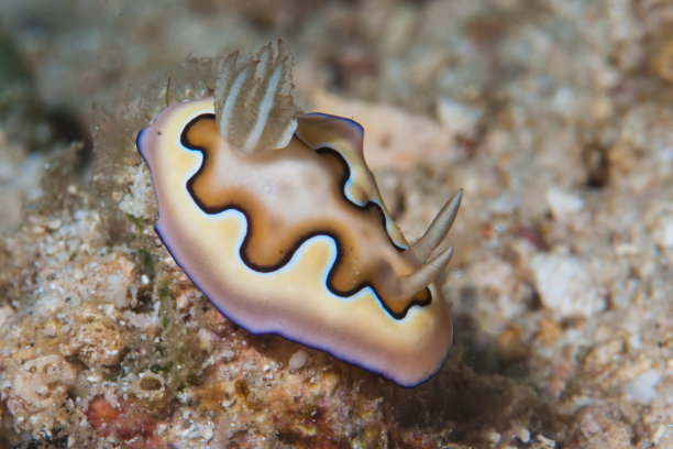 mollusk
