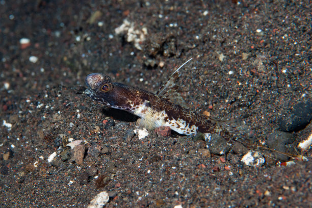 海洋 虾 鱼 生物