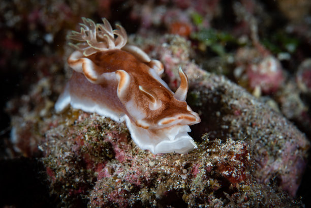mollusk