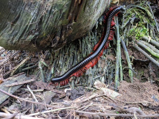 millipede