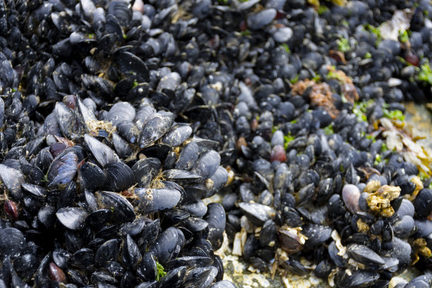mussels