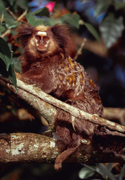 marmoset
