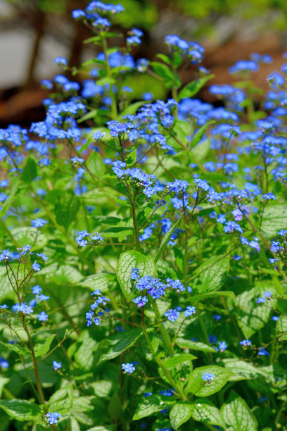 brunnera