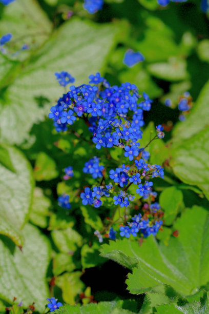 brunnera