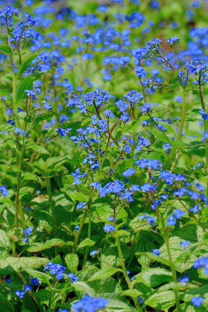 brunnera